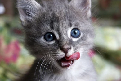 Pretty Cat Wallpapers   Android Apps On Google Play