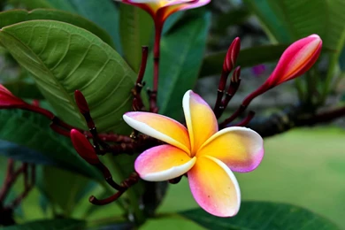 Plumeria Flower On The Beach Wallpapers » WallDevil   Best Free HD ...