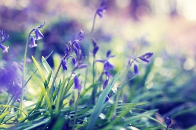 Spring Flowers Wallpapers » WallDevil   Best Free HD Desktop And ...