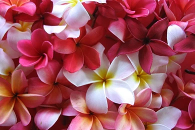 High Fashion Handbags   Trendy Purses   Celebrity Inspired ...