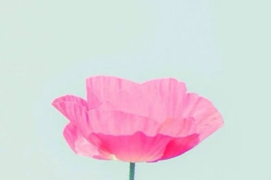 Simple Flower Wallpapers
