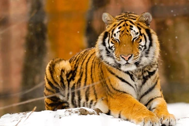HD Tiger Wallpapers