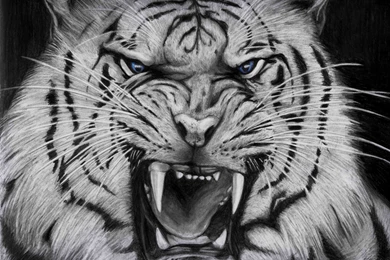 Free HD Download Tiger Images