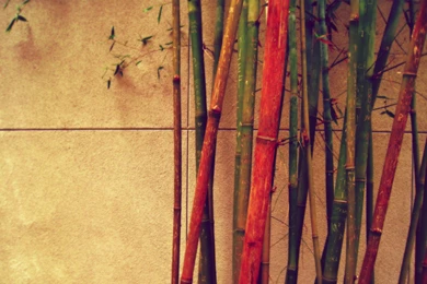 Bamboo Vintage Retro Wallpapers Wide 65417