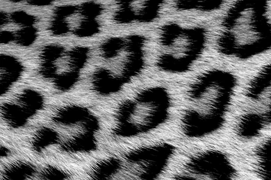 Leopard By Kubah On DeviantArt