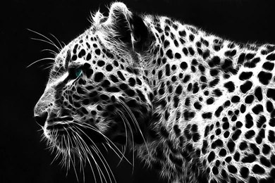 Black Leopard Backgrounds   Wallpapers Cave