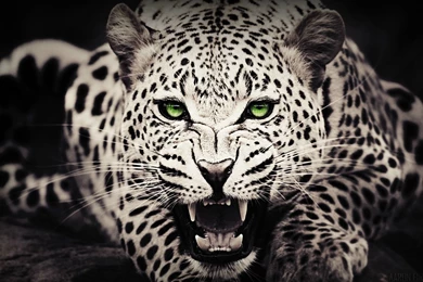 Black Leopard Hd Wallpapers