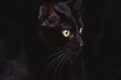 Black Leopard Backgrounds   Wallpapers Cave