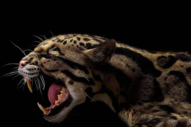 Grin Leopard On A Black Backgrounds Wallpapers And Images ...