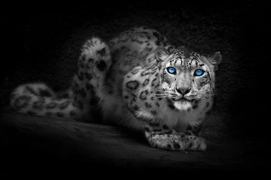 Leopard With Blue Eyes