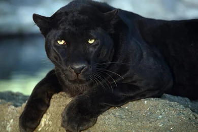 Free HQ Black Leopard Wallpapers   Free HQ Wallpapers