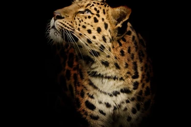 Leopard WHF