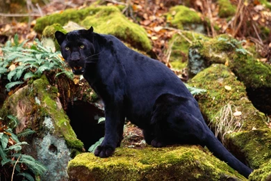 Black Leopard Wallpapers   Wallpapers HD Base