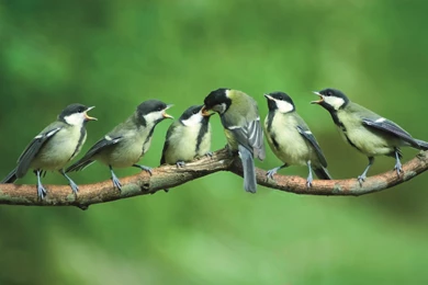 Animals,birds Birds Animals 1700x1129 Wallpapers – Birds Wallpapers ...