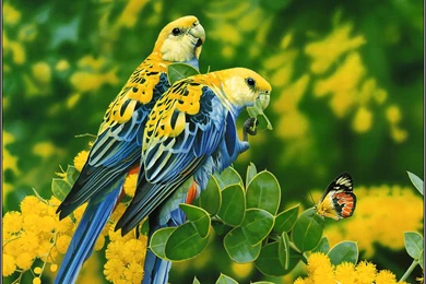 15 Beautiful Birds Latest Hd Wallpapers 2013