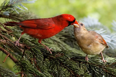 Wallpapers Animals Birds Bird Images Animal HD Wallpapers 1920×1200 ...