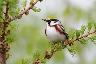 Wallpapers Of Animals And Birds   Wallpapers Zone