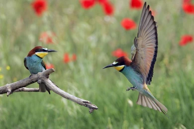 Wallpapers Animals Birds   Wallpapers Zone