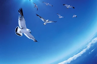 Birds Animals 1024x768 Wallpapers – Animals Birds HD Desktop Wallpapers