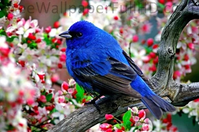 Animals Birds Wallpapers HD 1080p Download, Free HD Wallpapers ...