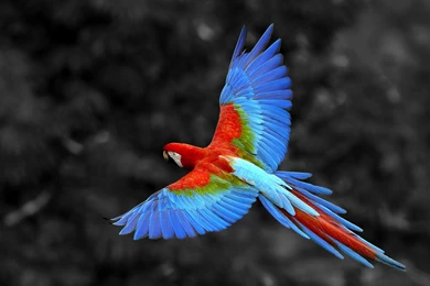 Nature, Animals, Birds, Parrot, Selective Coloring, Macaws ...