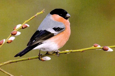 Desktop Animals Birds Pictures Free Download Wallpapers