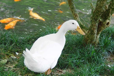 Birds, Animals, Wallpapers (