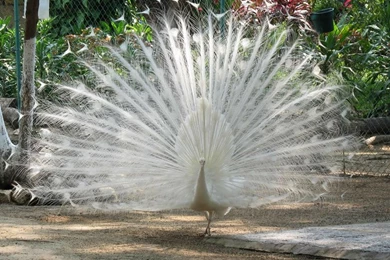 Animals,birds Birds Animals 1700x1129 Wallpapers – Birds Wallpapers ...