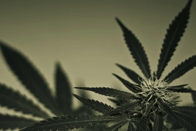 Cannabis Wallpapers Art   2560x1440