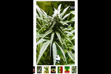 Marihuana And Weed Wallpapers For Android YouTube