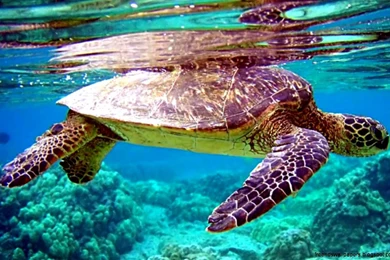 Free Download Animated Wallpapers For Android