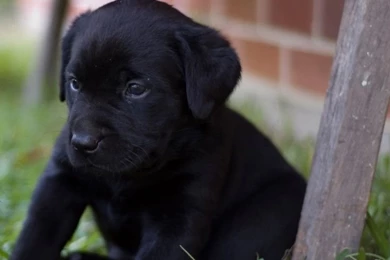 Cute Black Labrador Puppies HD Wallpapers