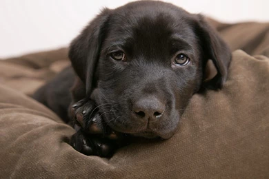 Labrador Wallpapers   Wallpapers Cave