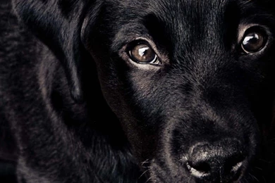 Download Black Lab Puppy HD Wallpapers For iPhone 5 / 5s ...