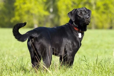 Wallpapers Black Labrador Dog Wearing A Medal Collar Puppies ...