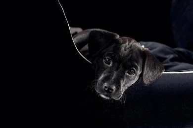 Black Lab Wallpapers   Wallpapers Cave