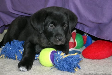 Black Lab Puppy With New Dog Toys Jpg   PetPictures