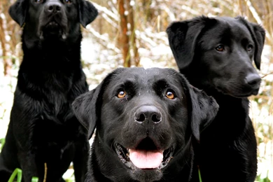 Labrador Retriever Puppies HD Wallpapers