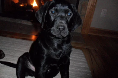 Female Black Lab Puppy   Chocolate Labs Photo (23812217)   Fanpop