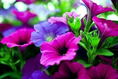 Nature Flower Wallpapers Hd For Desktop Free Download 1 Hd ...