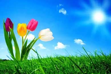 The Attractive Animated Wallpapers For Computer Desktop: Animated ...