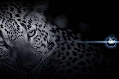 Create Postcard Wallpaper:Apple Leopard Design Wallpapers