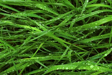 Apple Leopard Official Grass 2, 1280x1024 Pixels : Wallpapers ...