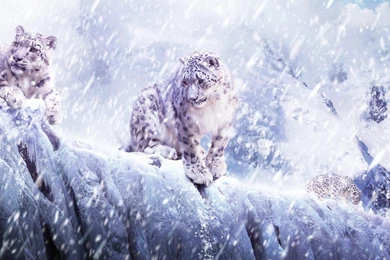 Mac Wallpapers Snow Leopard   Wallpapers Cave