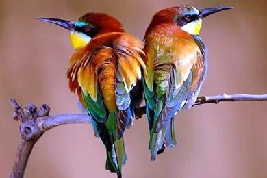 Android Phones Wallpapers: Android Wallpapers Beautiful Birds