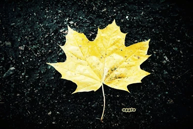 Screensaver, Microsoft, Desktop, Wallpapers (