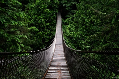 HD Bridge Into The Woods Wallpapers