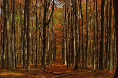 Tree Wallpapers Hd Wallpapers ›› Page 2