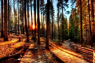 Afternoon In The Woods Wallpapers Hd