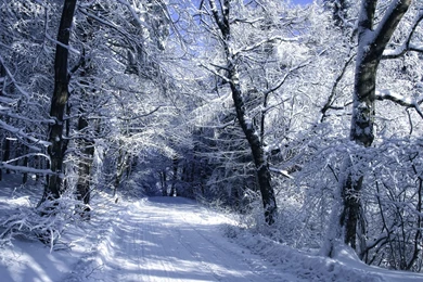 Winter Snow In The Woods Wallpaper, Size: 1920x1200
